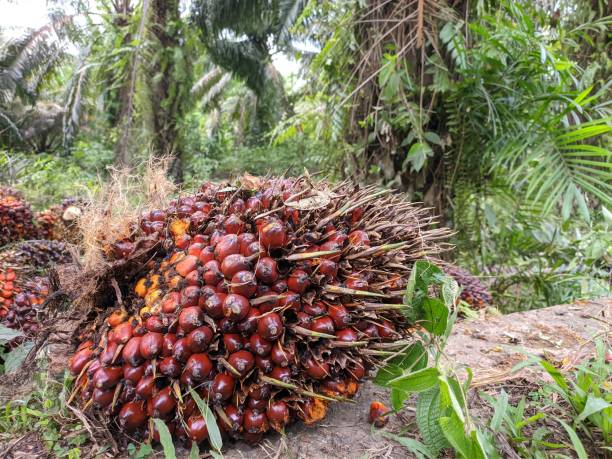 istock Oil palm fruits after harvest 1506825820