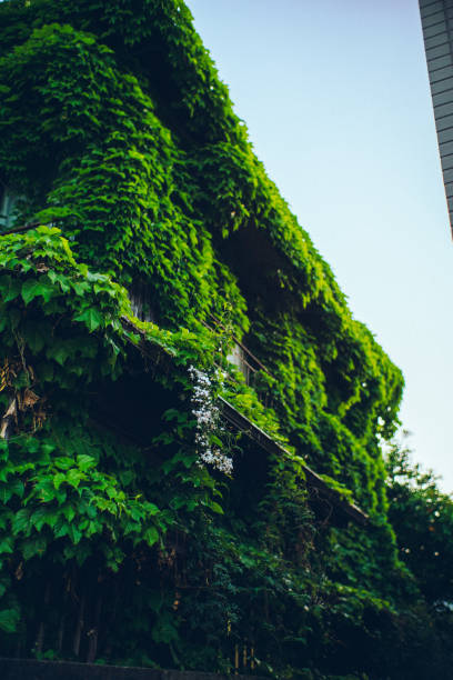 istock A dilapidated detached house covered with ivy. 1506831854
