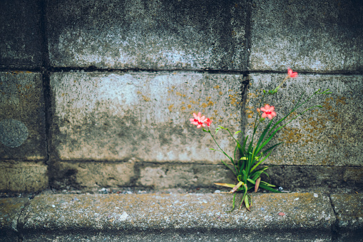 A small, pale red flower with no name blooms in a corner of a residential area in Tokyo.