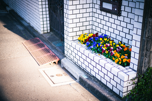 Flowers in the flower bed at the entrance of a detached house in downtown Tokyo.