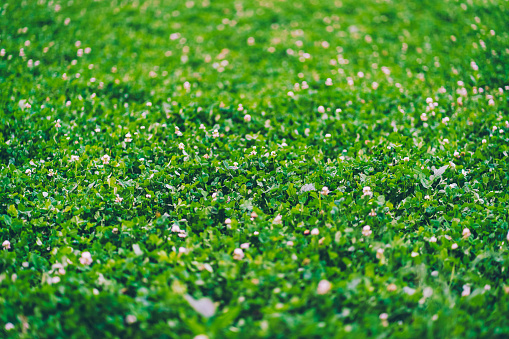 Close-up of a lush meadow.