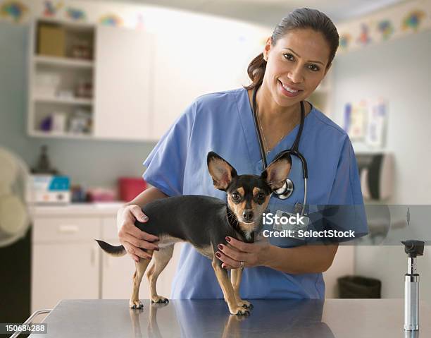 Female Veterinarian With Small Dog Stock Photo - Download Image Now - Veterinarian, Dog, Stethoscope