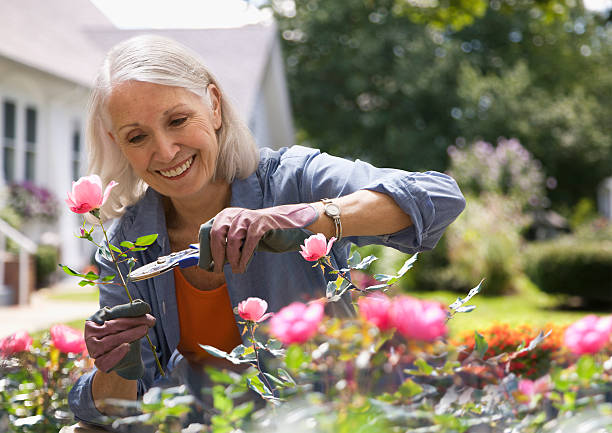 femme âgée bordure de fleurs - gardening photos et images de collection