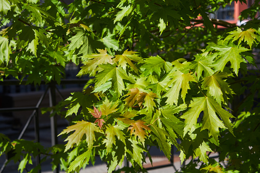 Photo of green foliage of maple tree. Bright lighting during day. Greening city.