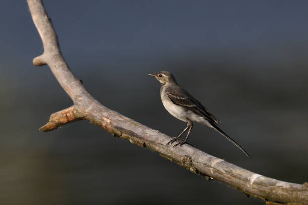 Gray wagtail bird on a branch 3381 stock pictures, royalty-free photos & images