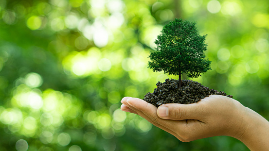 Hand holding tree growing on green background.Plant growth, and environmental protection concept.Environment Earth Day.
