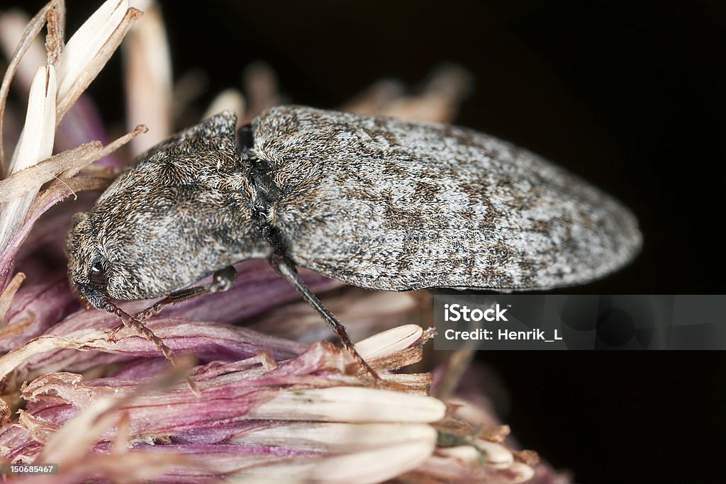 Click beetle feeding on thistle, extreme close-up Click beetle feeding on thistle, extreme close-up with focus on eyes  Animal Stock Photo