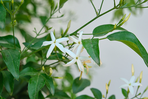 Macro of white jasmine