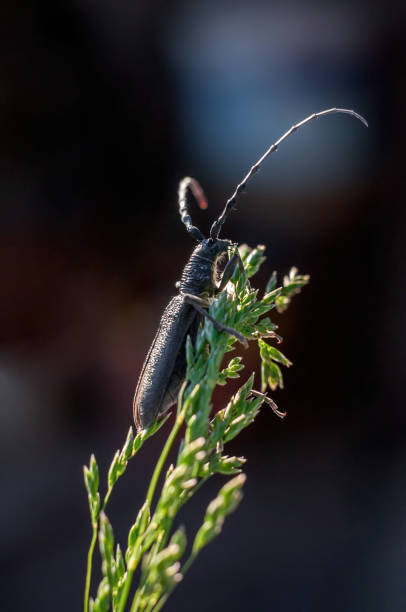 cerambycidae na kłoskach trawy łąkowej, selektywne ustawianie ostrości i ciemne rozmyte tło - cerambycidae zdjęcia i obrazy z banku zdjęć
