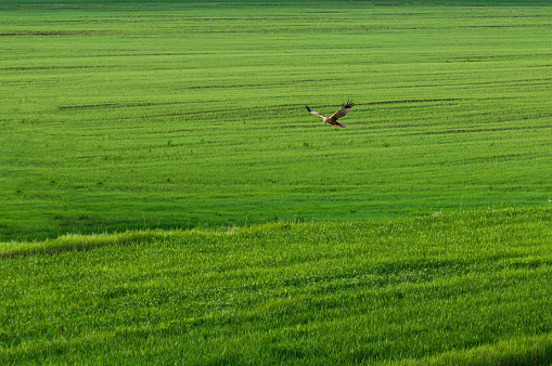 Marsh harrier circles over young wheat crops in search of prey. Wild animal world, birds of prey of Europe.