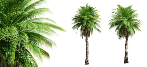 istock Phoenix Rupicola Tree (Cliff Date) palm trees isolated on white background and selective focus close-up. 3D render. 1506863060