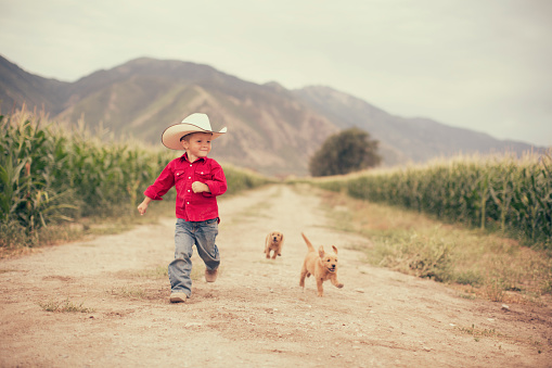 A young boy runs on the farm alongside his golden retriever pups.