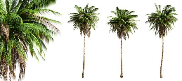 Quindio wax palm trees isolated on transparent background and selective focus close-up. 3D render. 3D illustration.