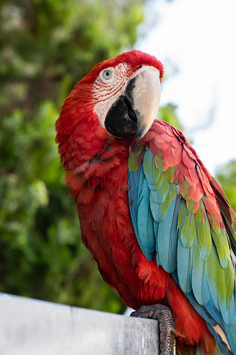 close up of costa rican scarlet macaw / ara macao with bokeh background