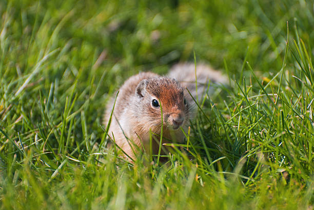 istock Columbian Ground Squirrel (Urocitellus columbianus) in the grass 150690366