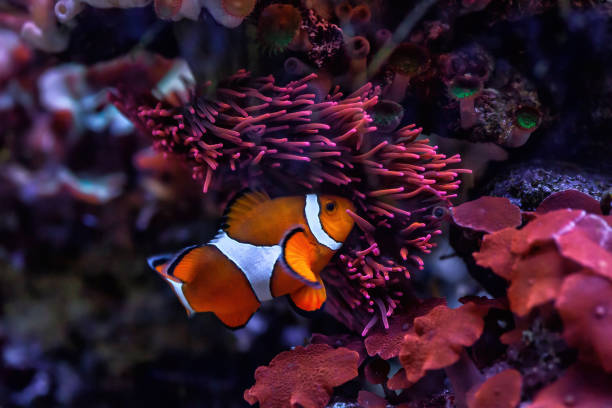 Orange Ocellaris clownfish swimming in aquarium. Cute Amphiprion ocellaris or false percula clown fish stock photo