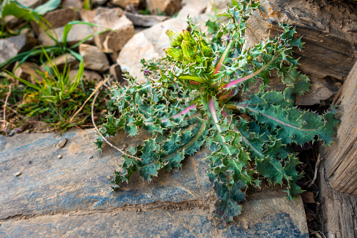 Spiny sowthistle plant, Sonchus asper in the himalayan region of Uttarakhand.