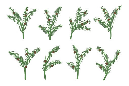 Set of Christmas tree, pine spruce or fir green branches with cones for holiday decoration. Vector illustration