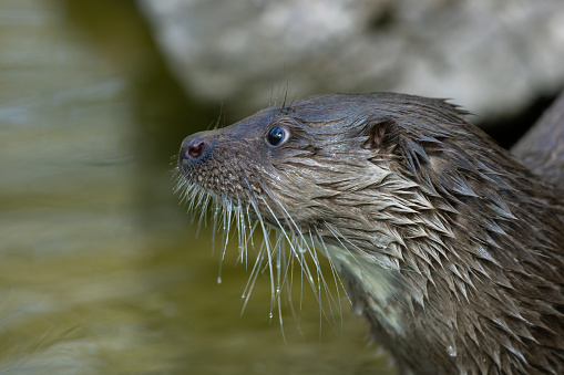 Group of four attentive Oriental small-clawed otters