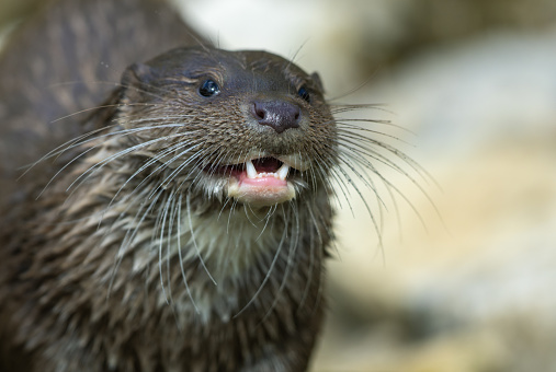 Portrait of a laughing eurasian otter (Lutra lutra).