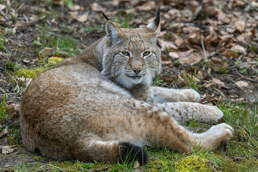 Eurasian Lynx, Lynx lynx, 5 years old, lying in front of white background, studio shot