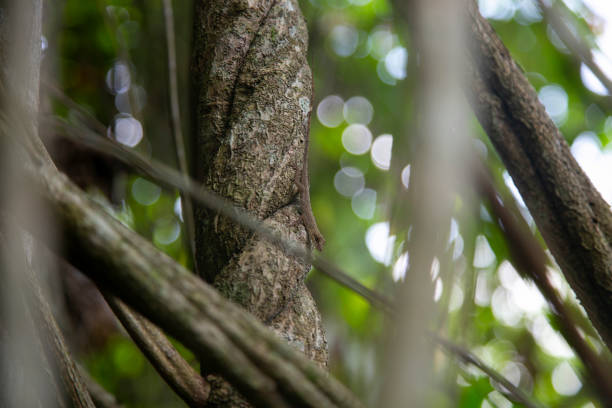 Ayahuasca plants in a region of the Peruvian jungle. Ayahuasca plants in a region of the Peruvian jungle. ayahuasca stock pictures, royalty-free photos & images