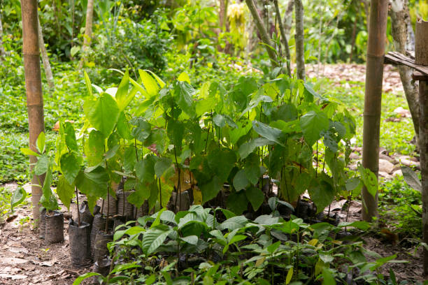 Ayahuasca plants in a region of the Peruvian jungle. Ayahuasca plants in a region of the Peruvian jungle. ayahuasca stock pictures, royalty-free photos & images