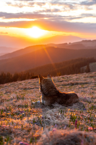 dog, wolf on the background of mountains at sunset, rest in nature with animals, landscape
