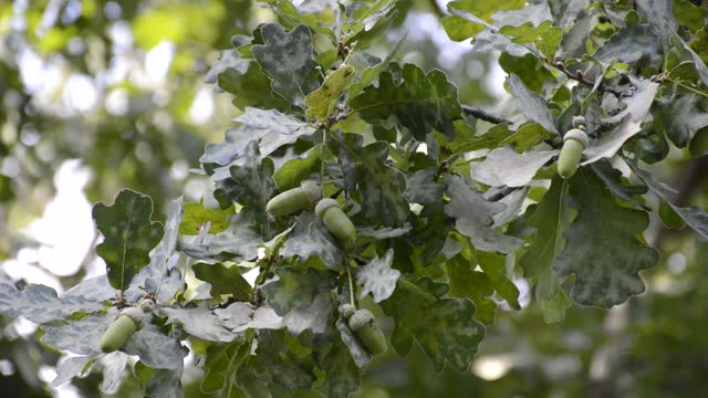 an oak branch with green leaves and ripening acorns sways in the wind