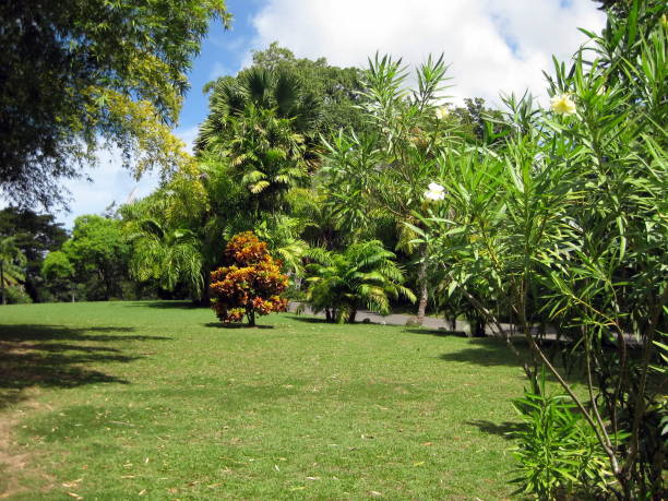 istock Beautiful green garden with tropical trees 1506939051