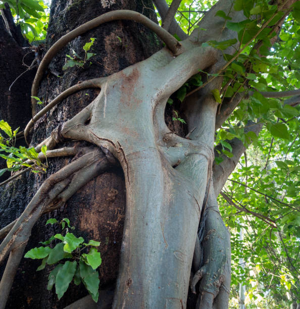 Tree Wraps Roots 310+ Banyan Tree Aerial Roots Stock Photos, Pictures & Royalty-Free ...