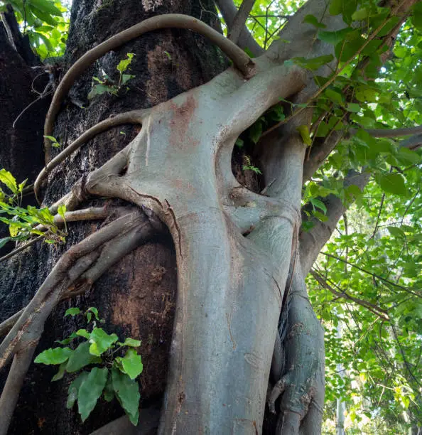 Photo of Strangler Fig Tree. This tree wraps around and grows up a host tree, eventually engulfing and killing the host. Uttarakhand India.