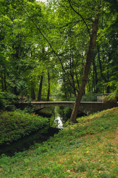 istock Colorful green scenery in forest park with bridge and small river. View through the summer foliage in park forest. Greenery Tree leaves Path. Nature landscape wallpaper 1506954252