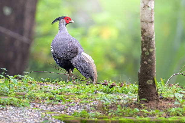 istock Bird of Thailand 01 1506954828