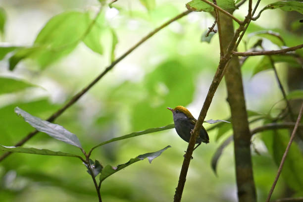 istock Bird of Thailand 01 1506954829