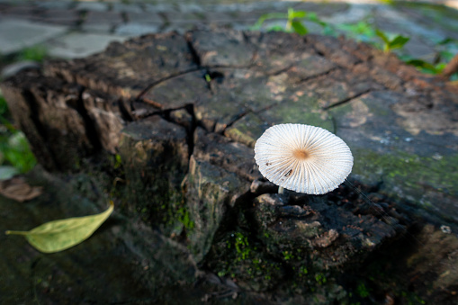 Pleated inkcap Mushroom emerging from a wet humid wooden stump. Parasola plicatilis is a small saprotrophic mushroom with a plicate cap. India