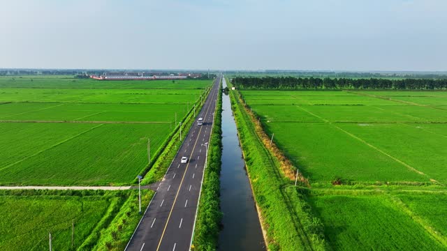 Farm green rice field, straight road overlooking