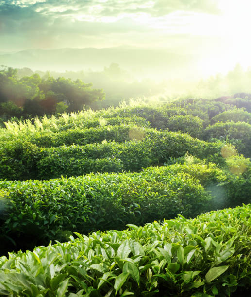 Le fond de plantations de thé, plantations de thé dans la lumière de matin - Photo