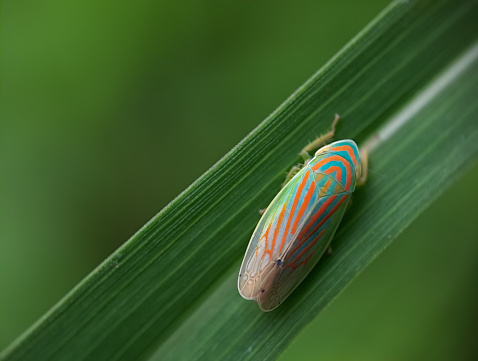 Sharp detailed macro of a colorful leafhopper (linnavouriella arcuata)  in nature tropical forest habitat