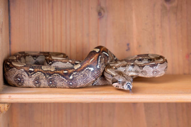 snake on white