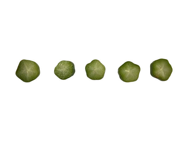 istock Bilimbi (Averhoa bilimbi Linn.) or Belimbing Wuluh fruit on white background 1506990196