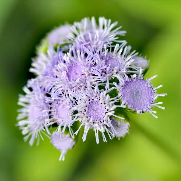 Mistflower (Conoclinium coelestinum). Perennial herbaceous plant. Tenerife, Canary Island