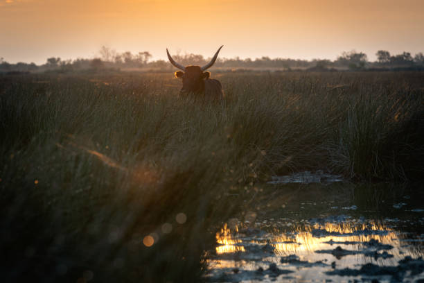 bulls in the Camargue area stock photo