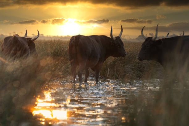 istock bulls in the Camargue area 1507013563
