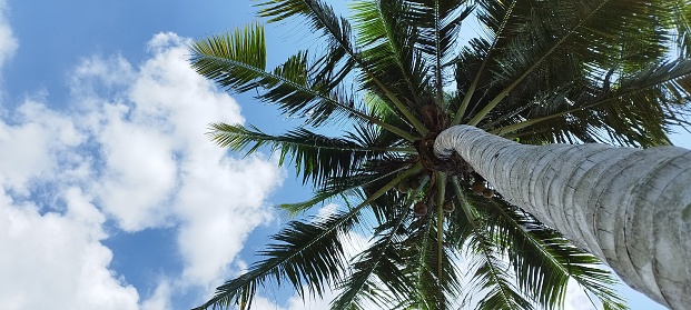 Coconut trees under the soft blue sky