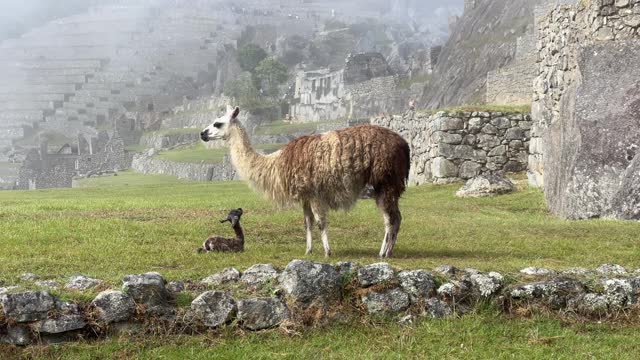 Llamas in misty Machu Picchu. Inca ruins in Peru