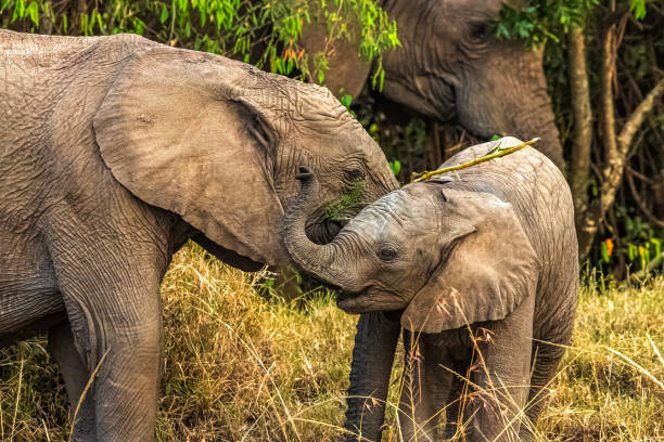 istock African Elephant calf feeding together with its mother 1507018570