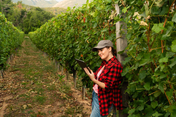 istock A woman farmer examines the vineyard 1507021851