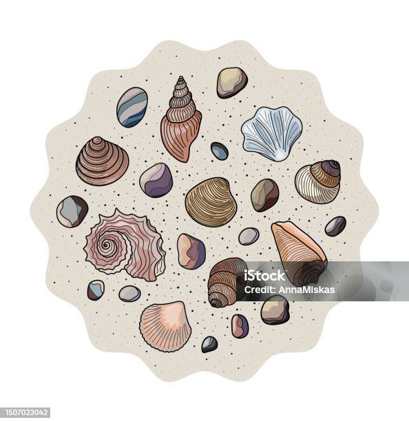 Bugatan Shell A Round Composition Of Shells A Set Of Shells Stock Illustration ...