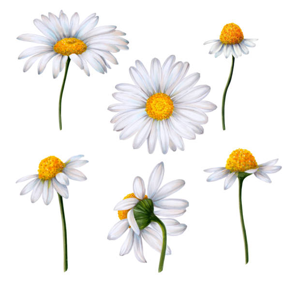 istock Set of chamomile flowers painted in watercolor on white background 1507030015